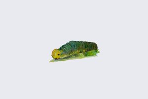 Baby Caterpillar
