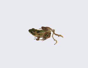 Five-Legged Frog