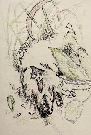 Dead possum in a grass